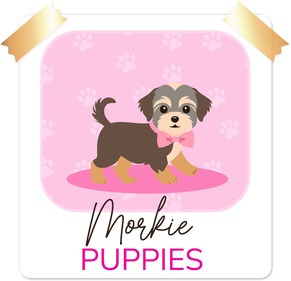 Morkie Pups